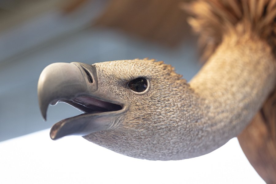 9 - BELTA' RAPACE.jpg